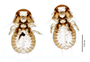 28854 Physconelloides spenceri PT v IN